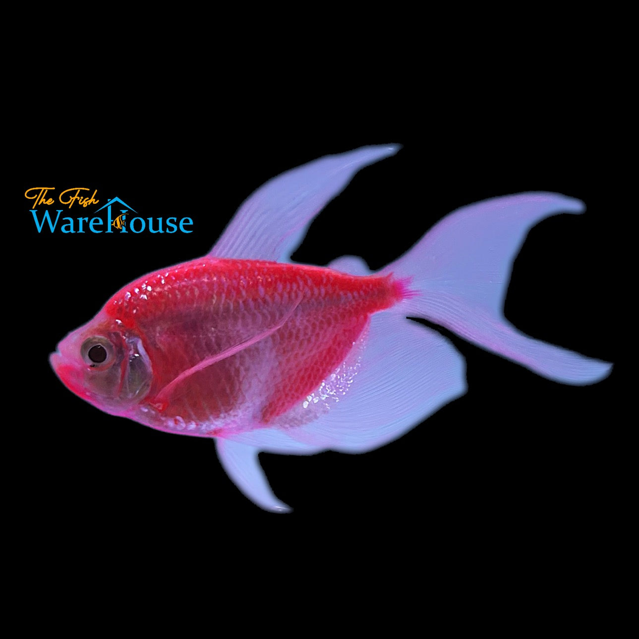 GloFish Longfin Skirt Tetra (Gymnocorymbus ternetzi)