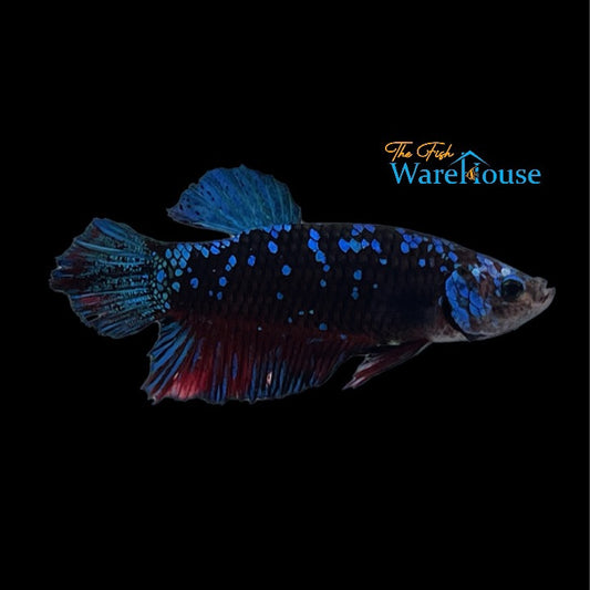 Avatar Plakat Betta - Male (Betta splendens)