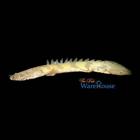 Faranah Saddled Bichir (Polypterus endlicheri 'Faranah')