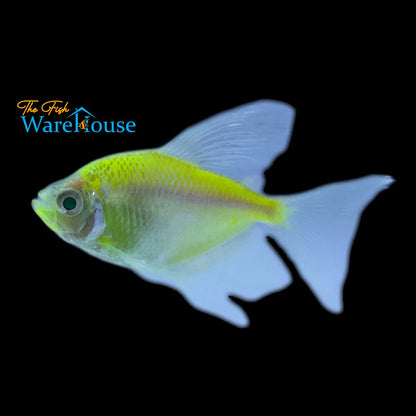 GloFish Longfin Skirt Tetra (Gymnocorymbus ternetzi)