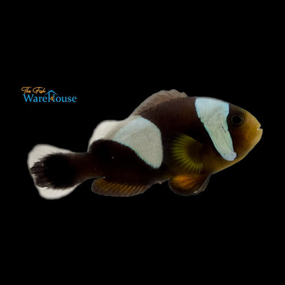 Black Saddleback Clownfish - Wild (Amphiprion polymnnus)