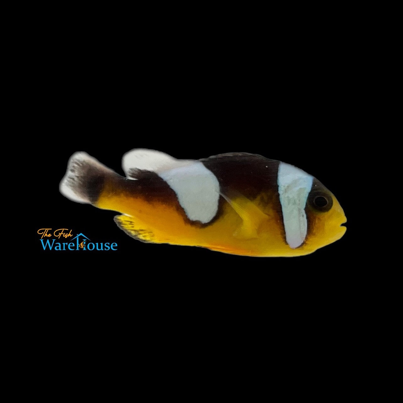 Black Saddleback Clownfish - Wild (Amphiprion polymnnus)