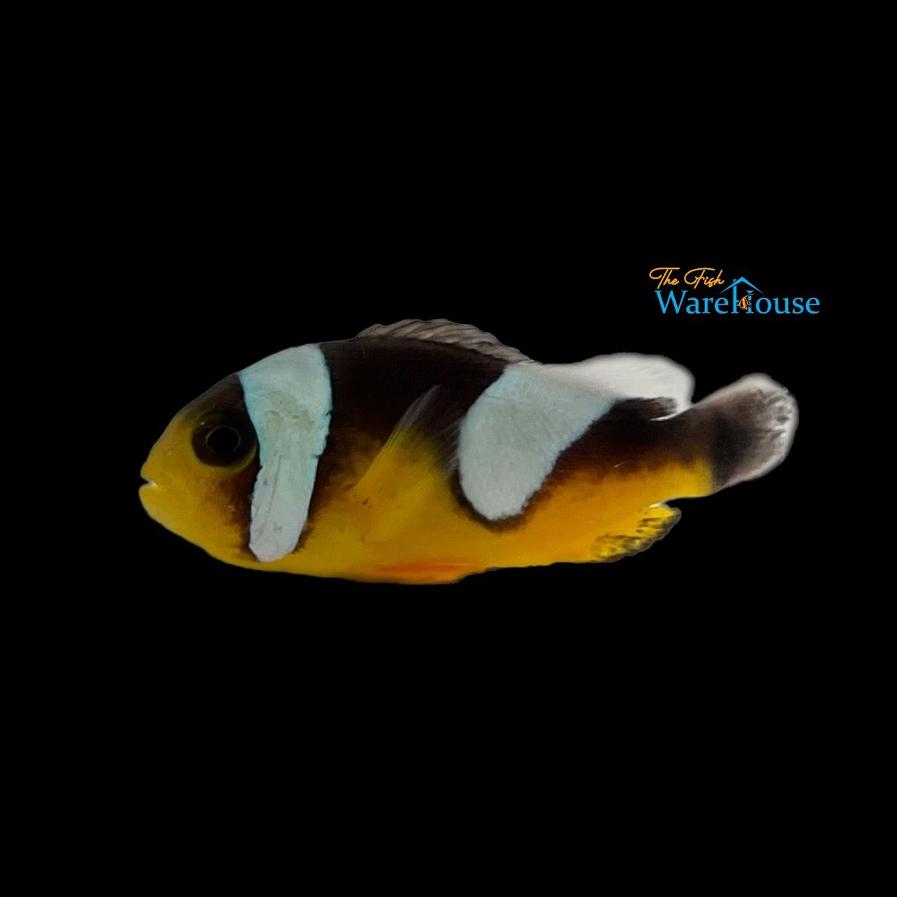 Black Saddleback Clownfish - Wild (Amphiprion polymnnus)