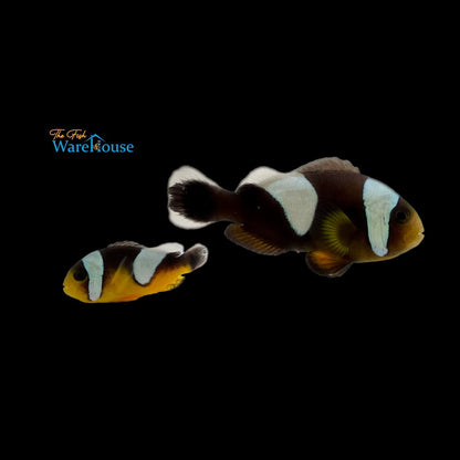 Black Saddleback Clownfish - Wild (Amphiprion polymnnus)