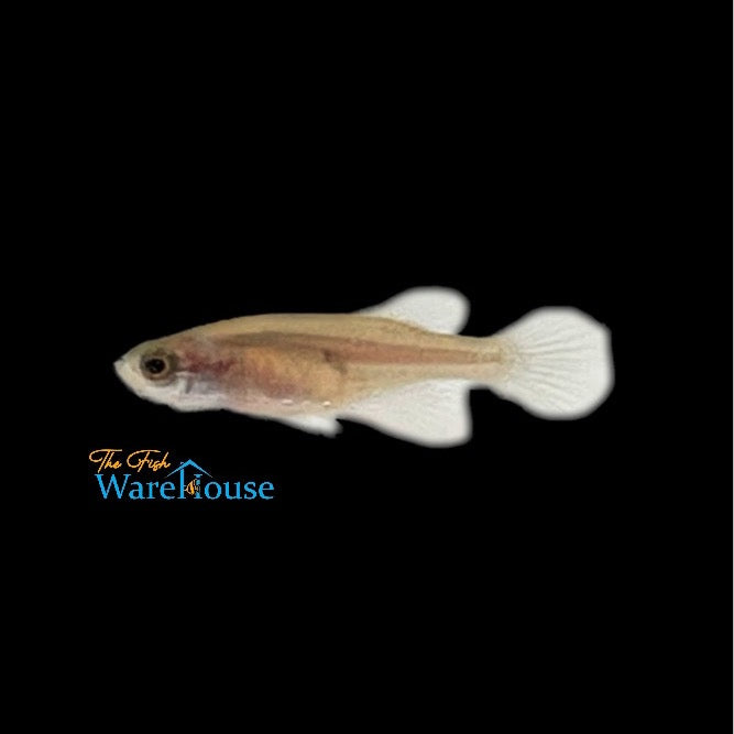 Fasciatus Killifish (Hypsolebias fasciatus 'Unai NP 03-07)