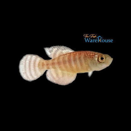 Fasciatus Killifish (Hypsolebias fasciatus 'Unai NP 03-07)