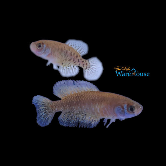 Blackfin Pearl Killifish (Austrolebias nigripinnis)