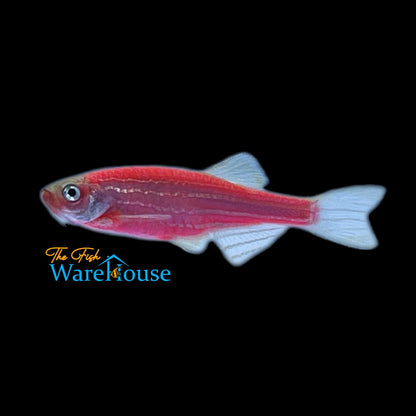 GloFish Danio (Danio rerio)