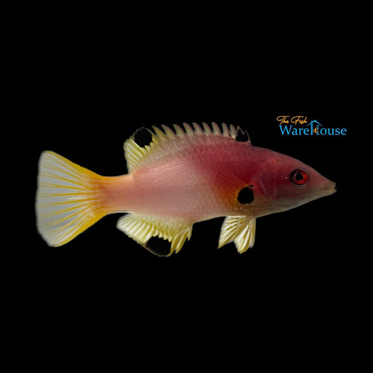 Axilspot Hogfish - Adult (Bodianus axillaris)