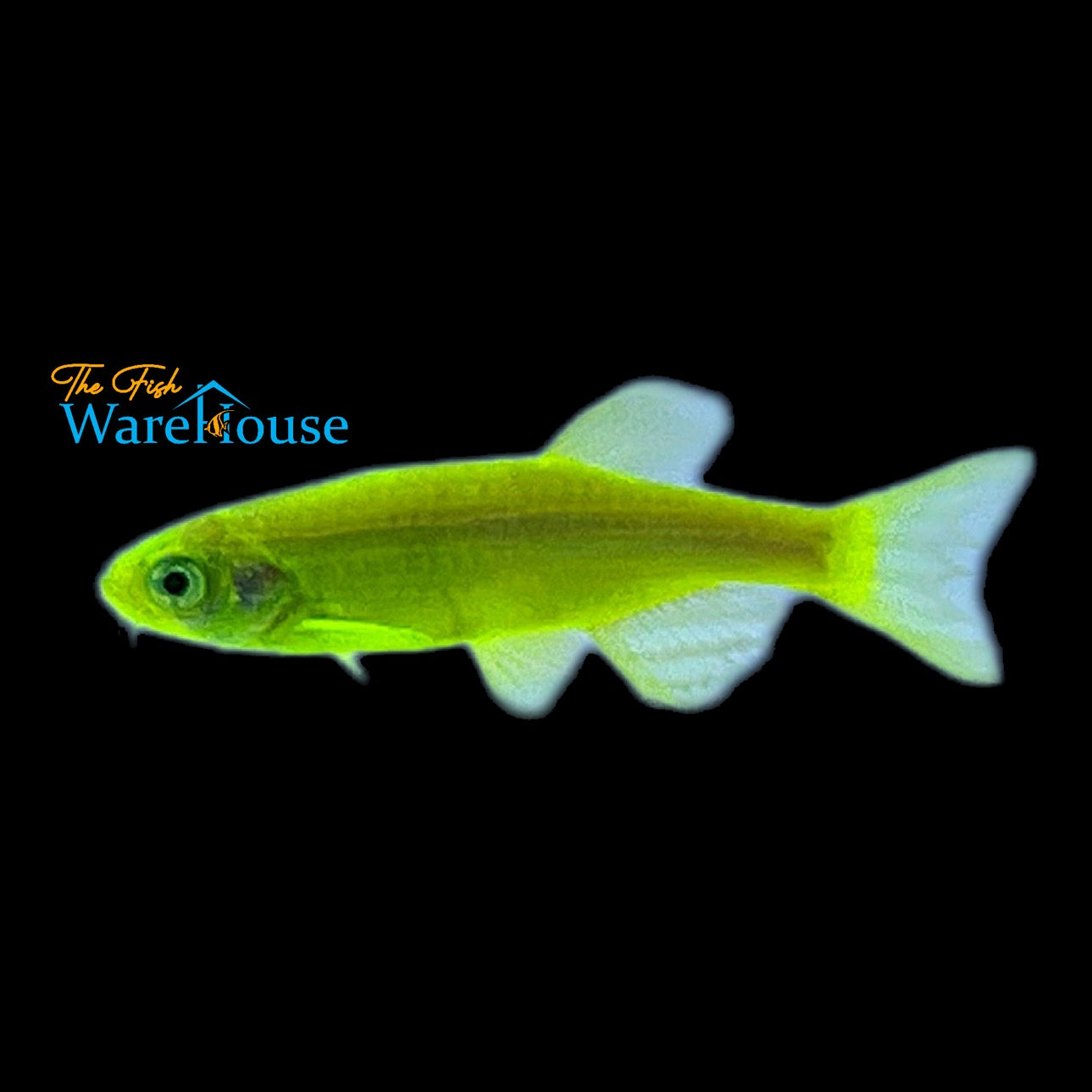 GloFish Danio (Danio rerio)