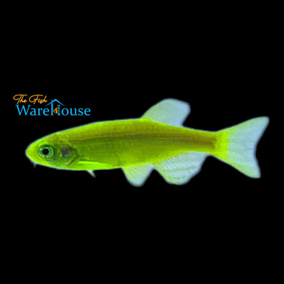 GloFish Danio (Danio rerio)