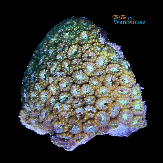 Favia Brain Coral (Favia sp.)