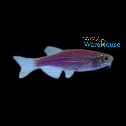 GloFish Danio (Danio rerio)