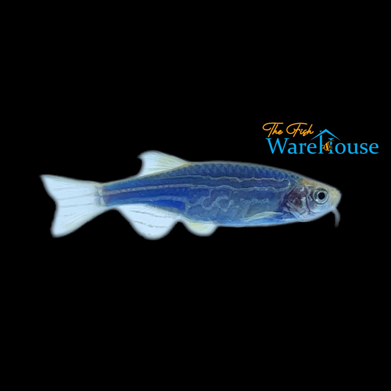 GloFish Danio (Danio rerio)