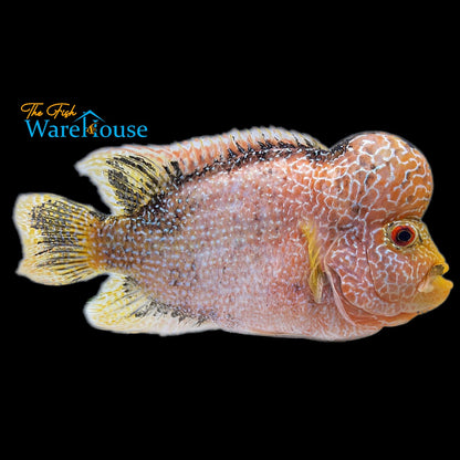 Golden Base Flowerhorn (Cichlasoma x)