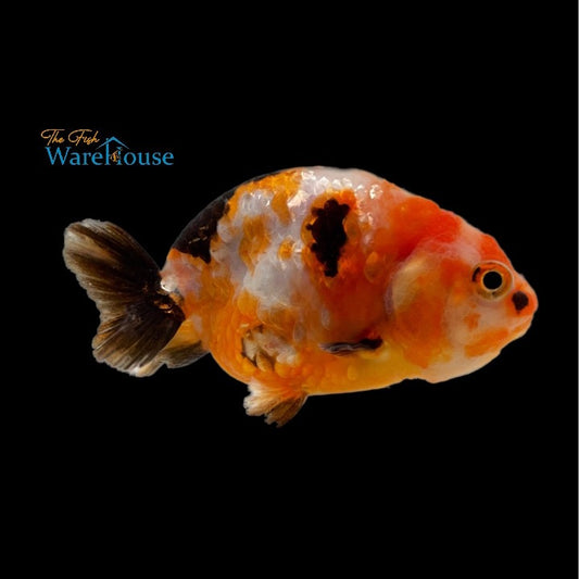 Calico Ranchu Goldfish (Carassius auratus)