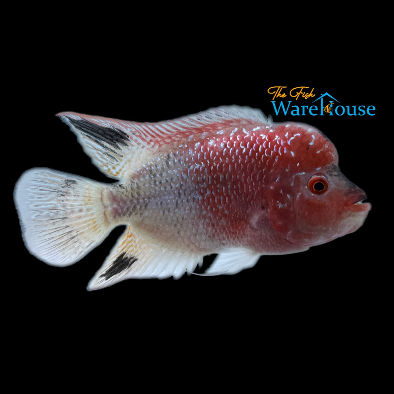 Golden Base Flowerhorn (Cichlasoma x)