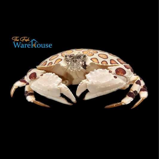 Calico Shameface Crab (Hepatus epheliticus)