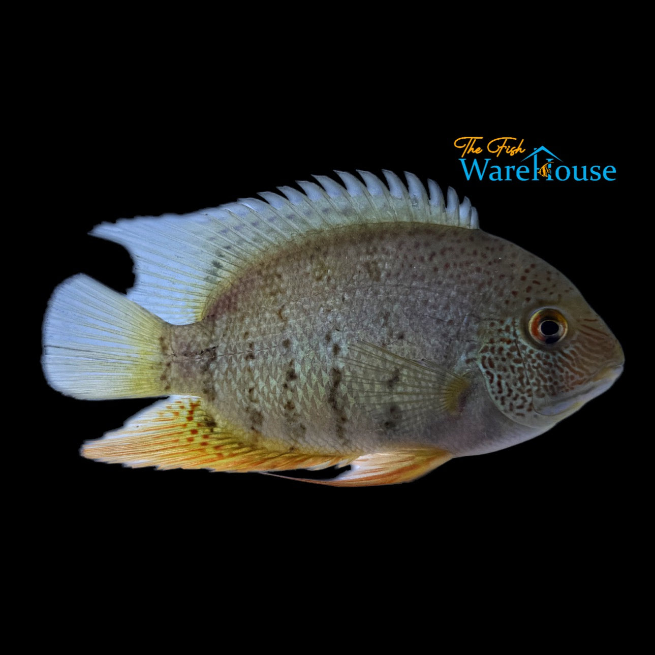 Red Tiger Severum (Heros severus 'curare')