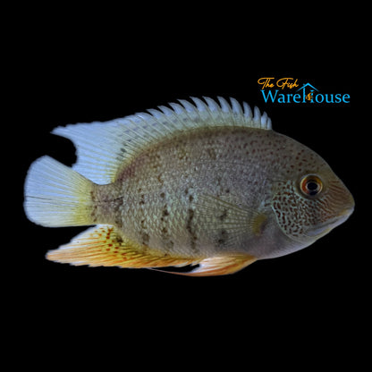 Red Tiger Severum (Heros severus 'curare')