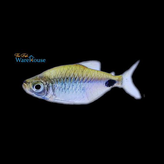 Black Spot Congo Tetra (Phenacogrammus altus)