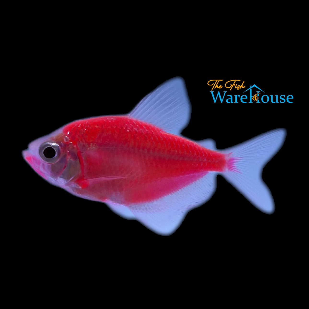 GloFish Skirt Tetra (Gymnocorymbus ternetzi)