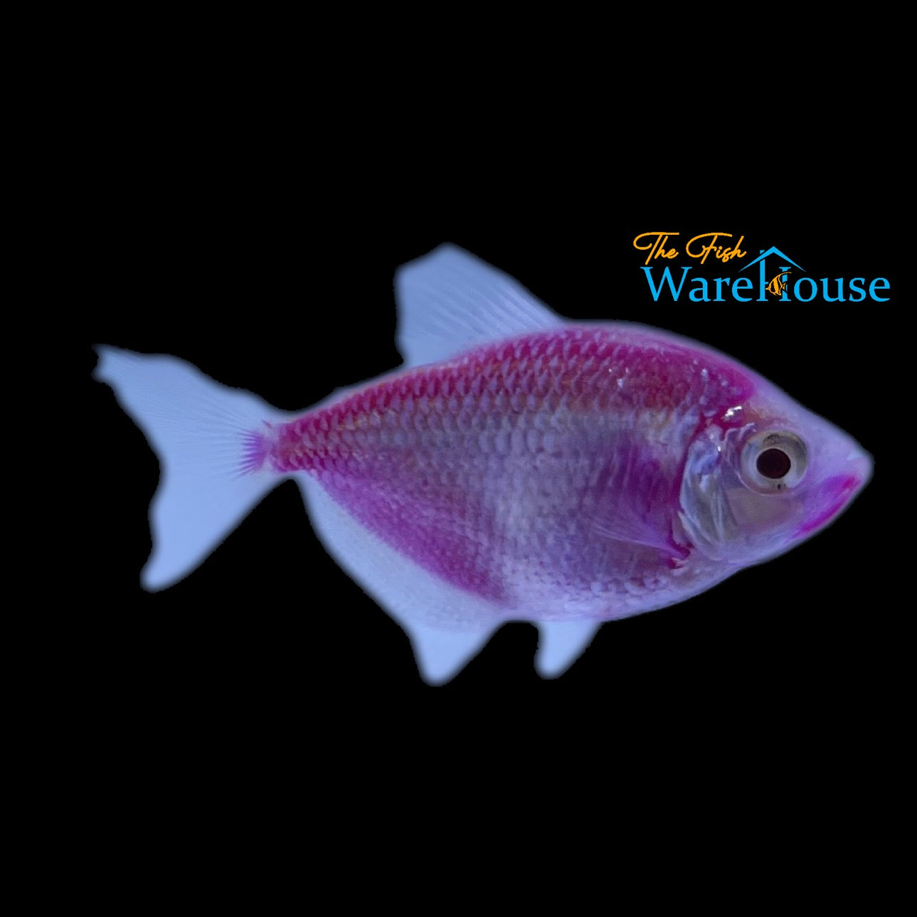 GloFish Skirt Tetra (Gymnocorymbus ternetzi)