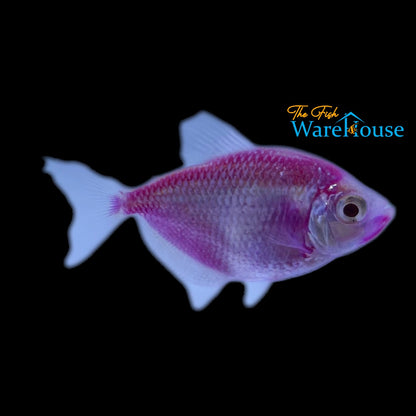 GloFish Skirt Tetra (Gymnocorymbus ternetzi)