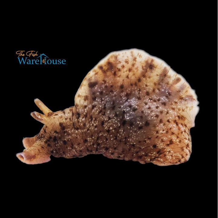 California Sea Hare (Aplysia californica)