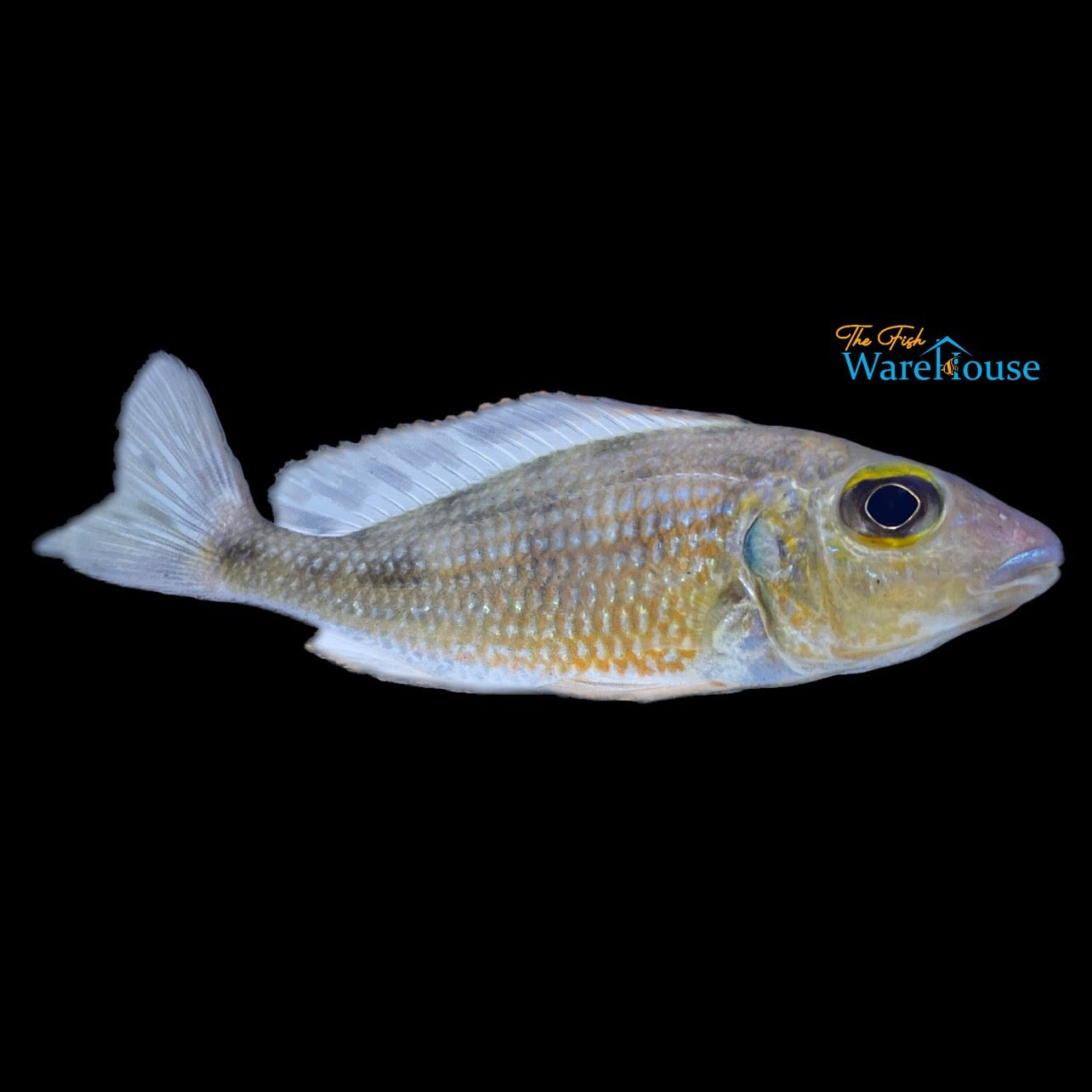 Callochromis Macrops