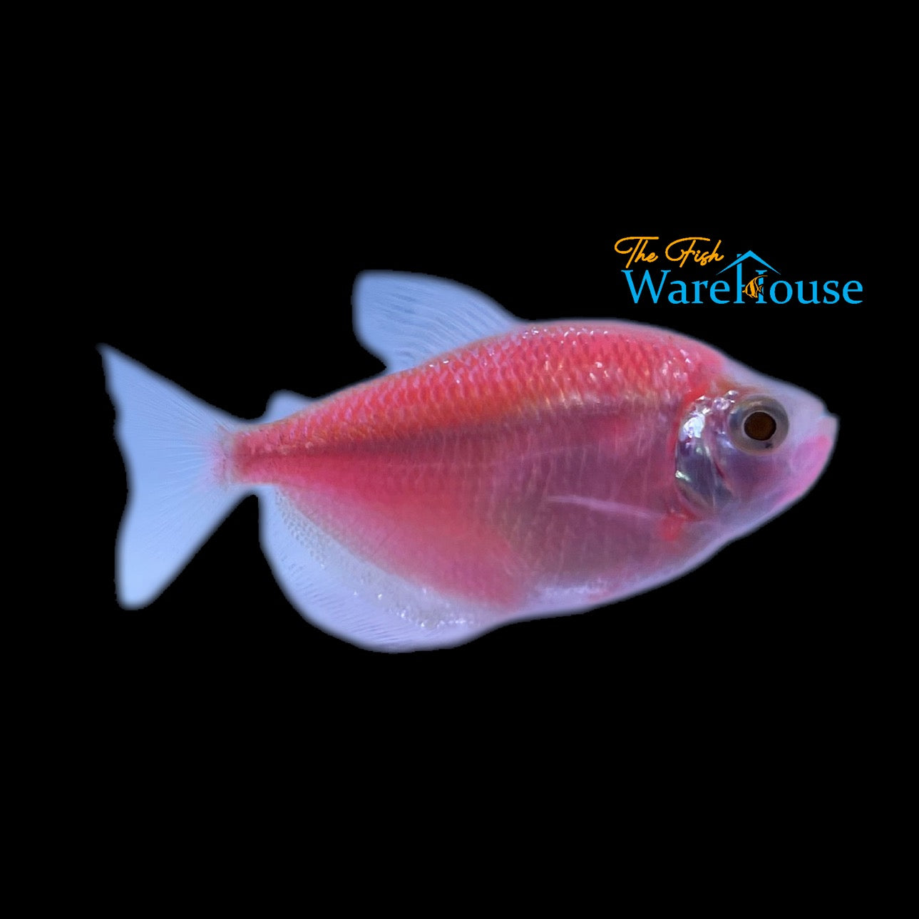 GloFish Skirt Tetra (Gymnocorymbus ternetzi)