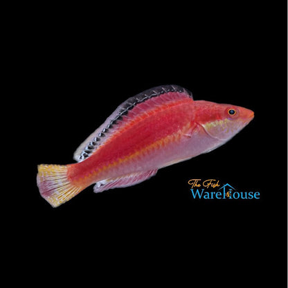 Conde's Fairy Wrasse (Cirrhilabrus condei)