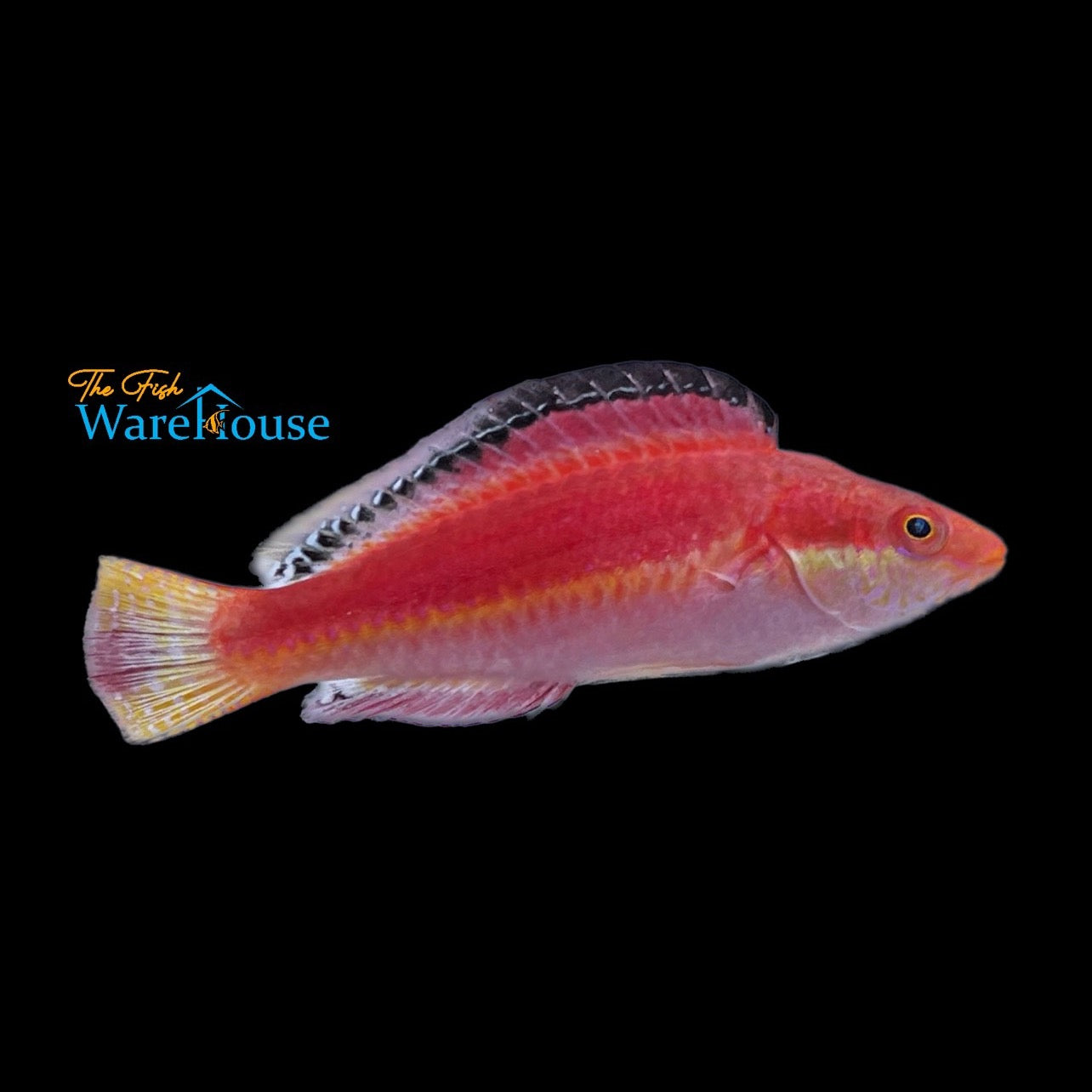 Conde's Fairy Wrasse (Cirrhilabrus condei)