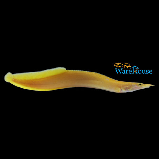 Golden Fire Eel (Mastacembelus erythrotaenia golden)