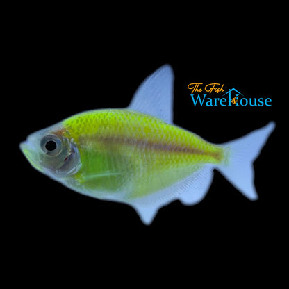 GloFish Skirt Tetra (Gymnocorymbus ternetzi)