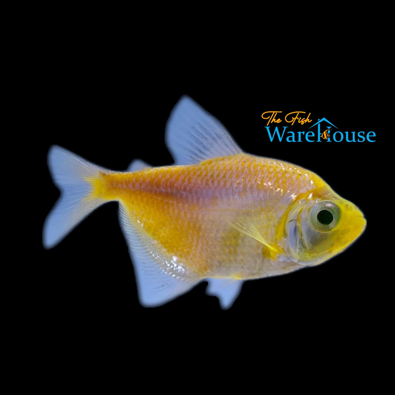 GloFish Skirt Tetra (Gymnocorymbus ternetzi)