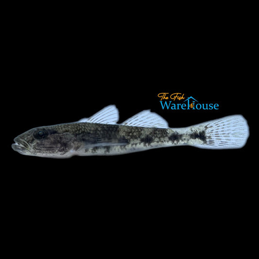 Lumbantobing Goby (Pseudogobiopsis lumbantobing)