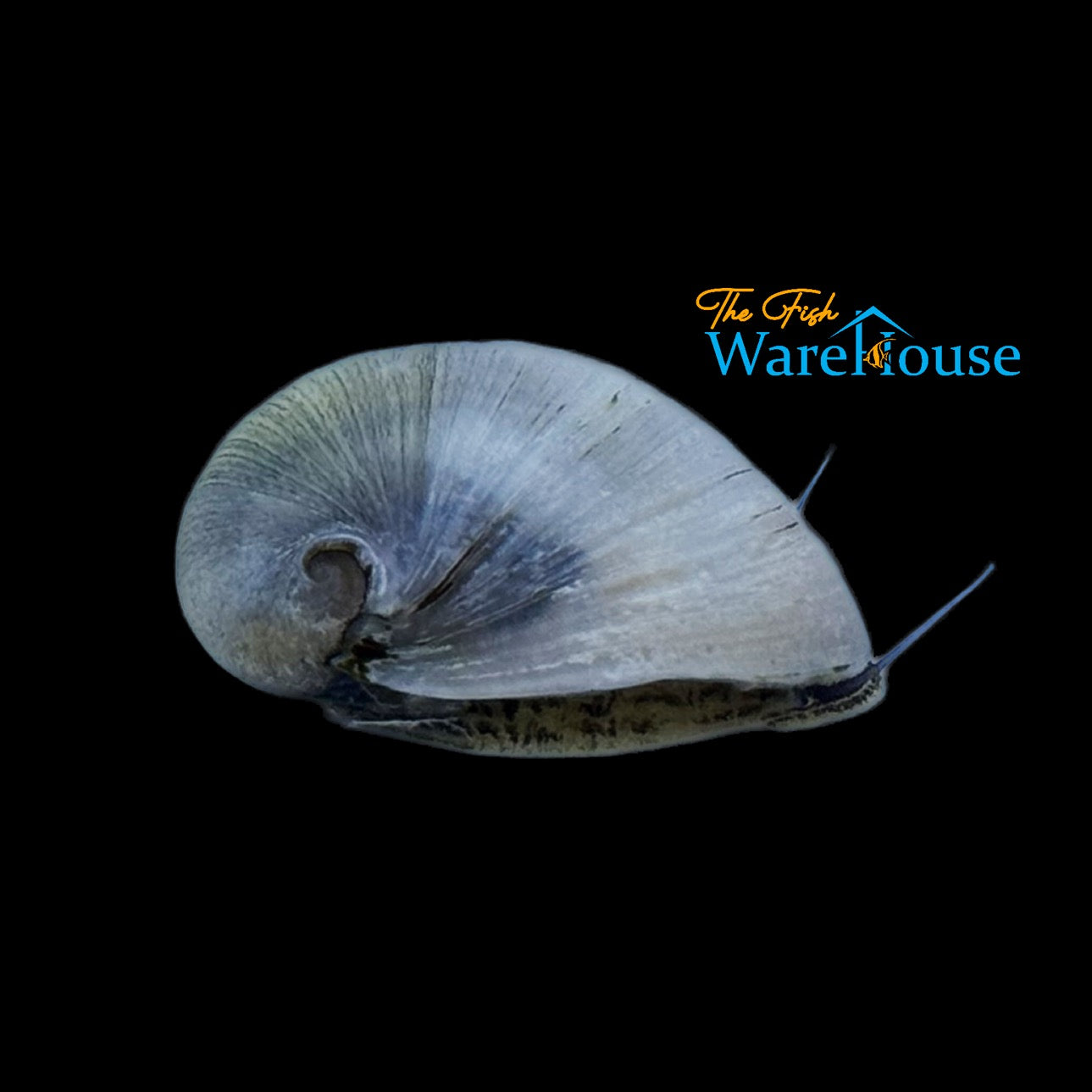 Beluga Nerite Snail (Neritina pulligera sp. beluga)