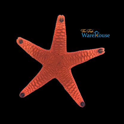 Black Tip Fromia Starfish (Fromia indica)