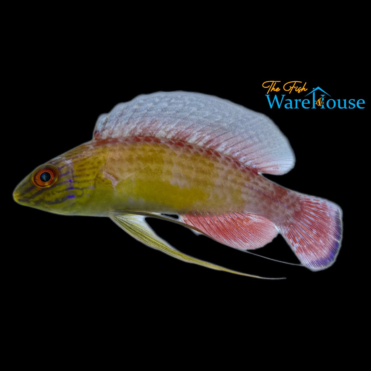 Blue Margin Fairy Wrasse (Cirrhilabrus pylei)