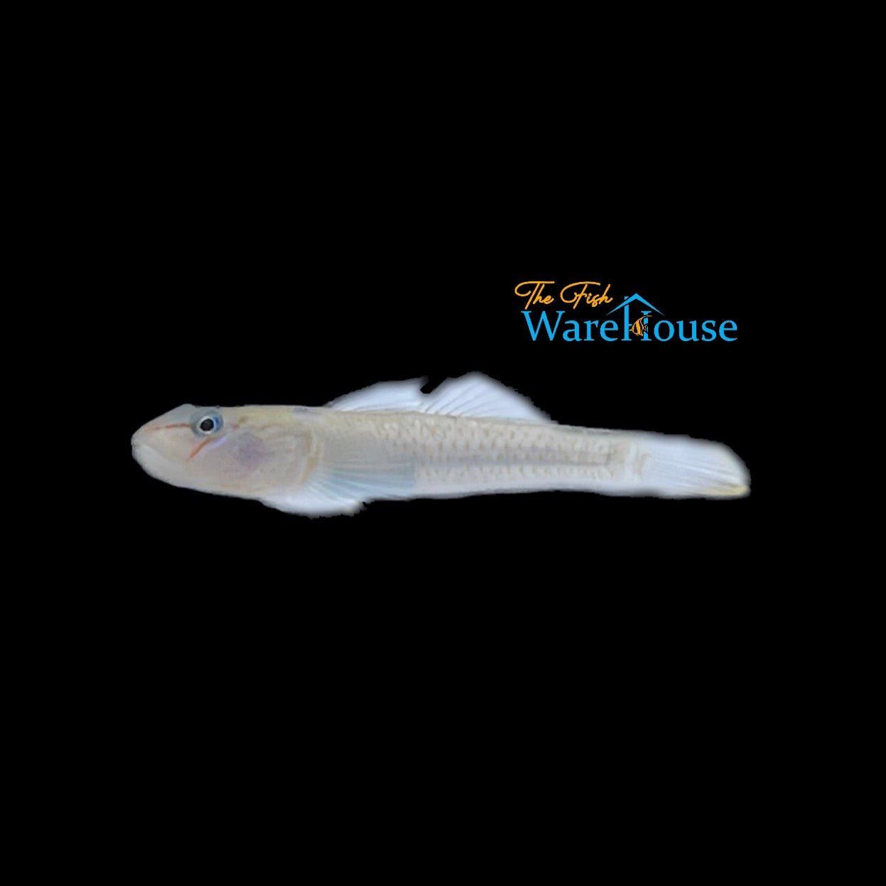 Candidius Goby (Rhinogobius candidianus)