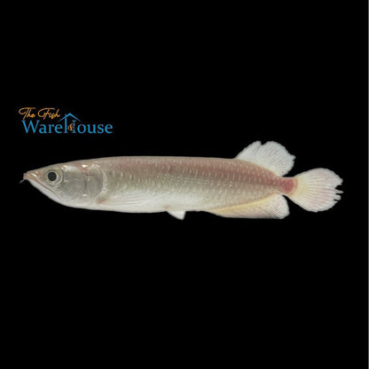 Jardini Arowana (Scleropages jardinii)