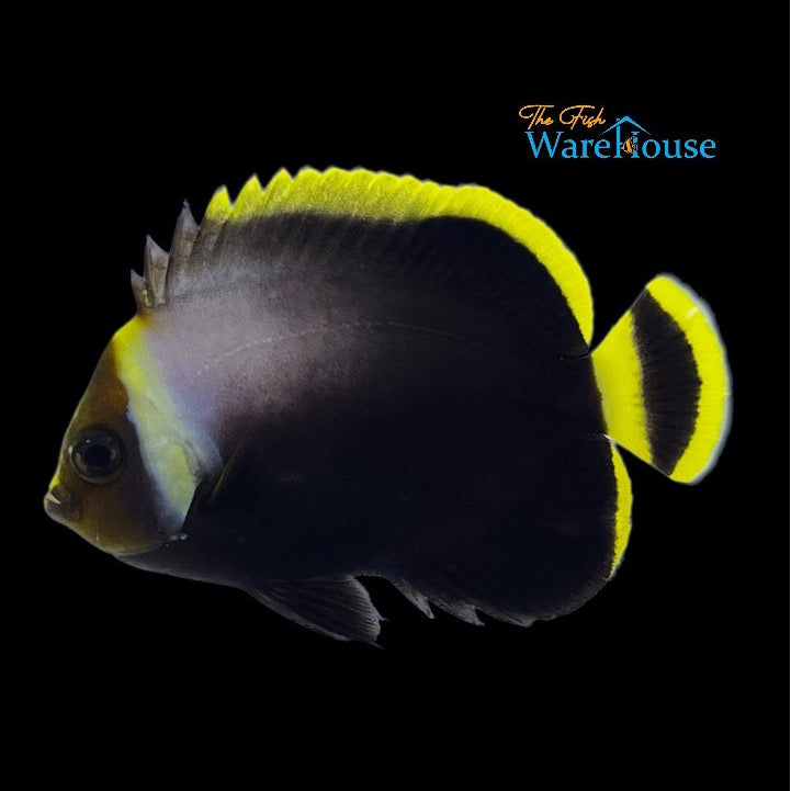 Black Velvet Angelfish (Chaetodontoplus melanosoma)