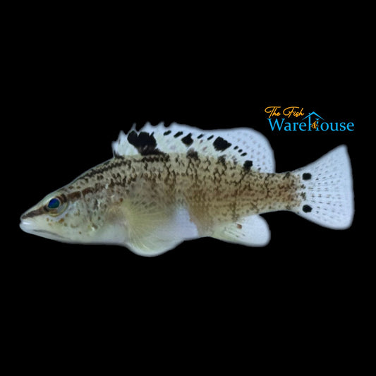 Twinspot Basslet - Captive Bred (Serranus flaviventris)