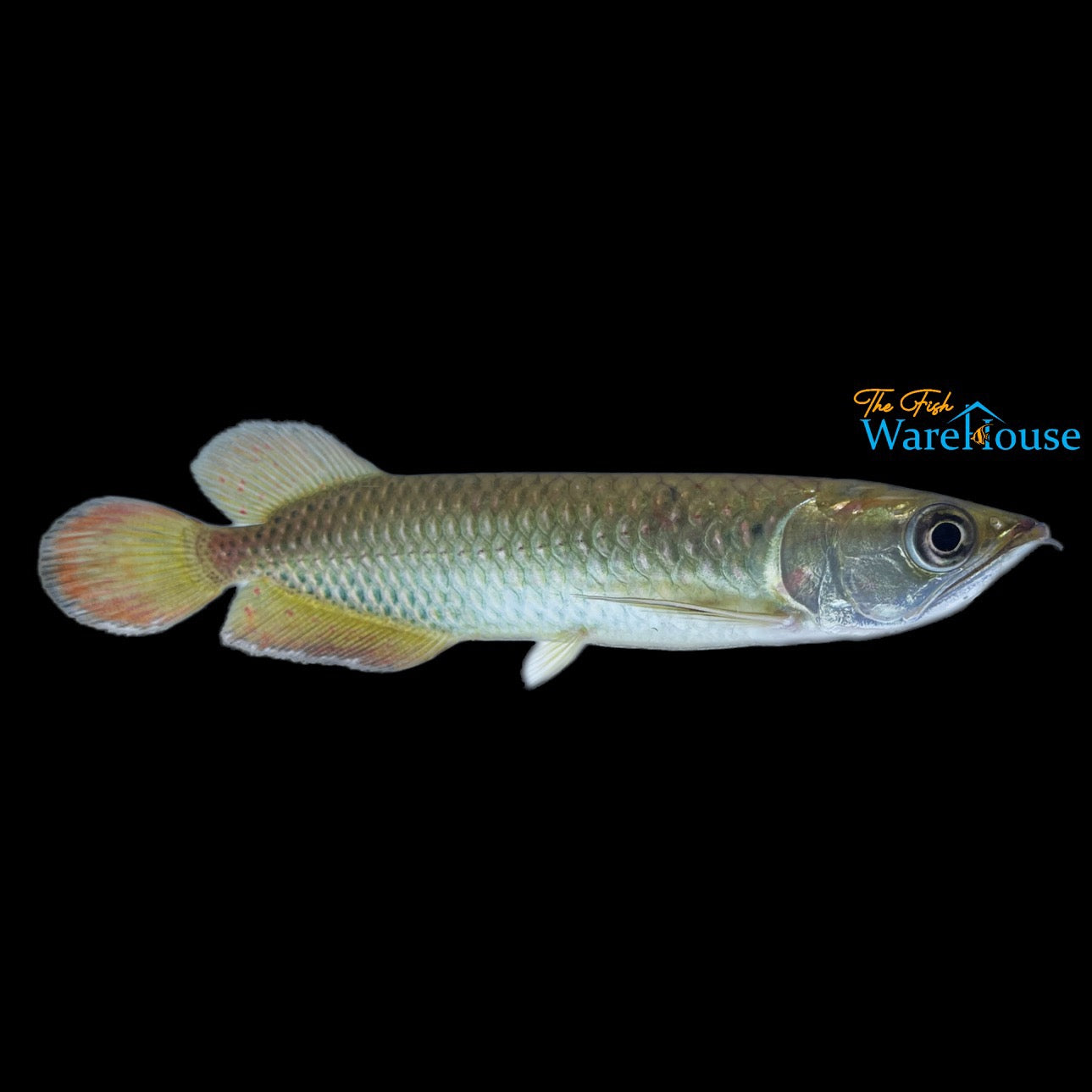 Jardini Arowana (Scleropages jardinii)