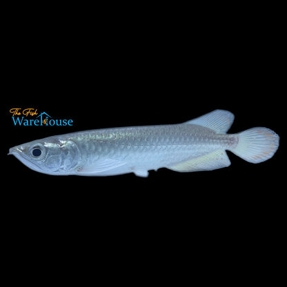 Jardini Arowana (Scleropages jardinii)