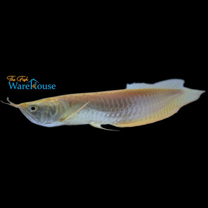 Leucistic Golden Silver Arowana (Osteoglossum bicirrhosum leucistic golden)