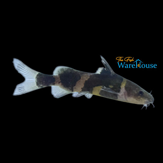 Asian Bumblebee Catfish (Pseudomystus siamensis)