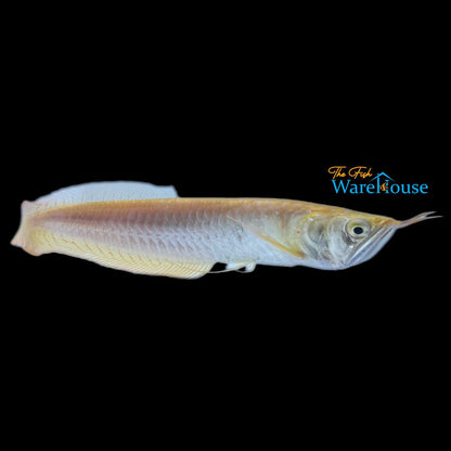 Leucistic Golden Silver Arowana (Osteoglossum bicirrhosum leucistic golden)