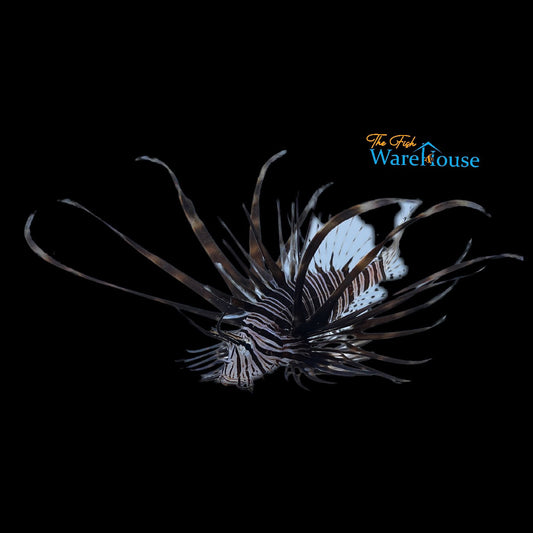 Black Volitan Lionfish (Pterois volitans)